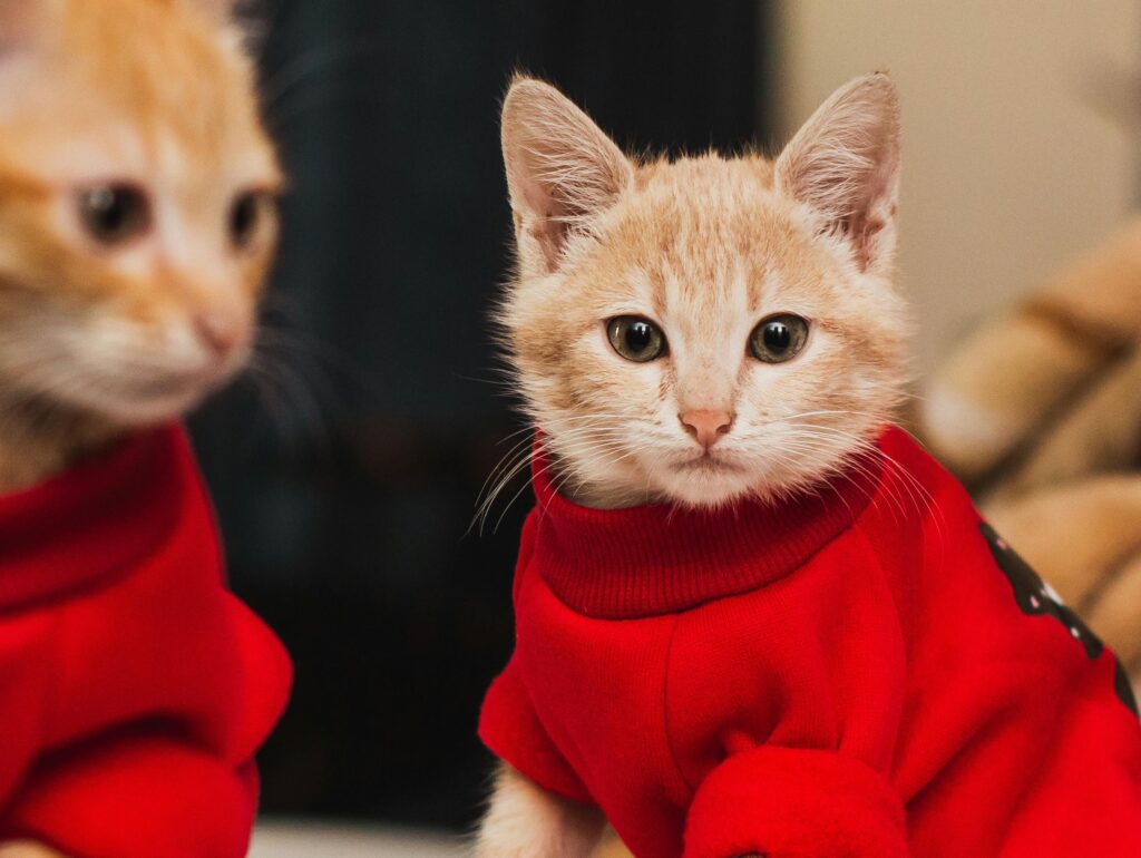 Cómo saber qué talla de ropa es mi gato