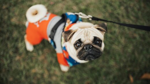 Cómo saber qué talla de ropa es tu mascota