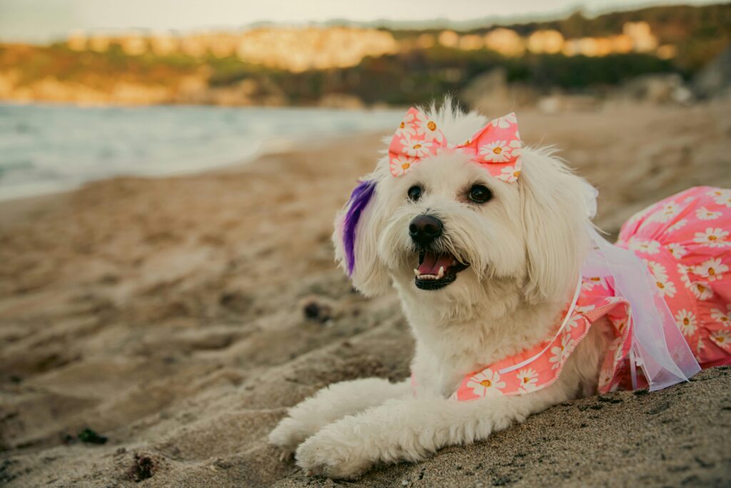 Cómo saber qué talla de ropa es mi perro